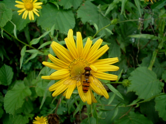 Opilionide con parassite e Episyrphus balteatus